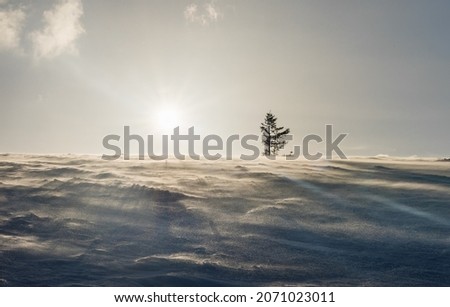 Lonely tree on top of a mountain in the rays of the setting sun. Snow, wind, evening.  Alpine ski resort. Dramatic landscape. Location Carpathian mountain, Ukraine, Europe. 