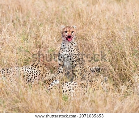 A Cheetah having just killed an antelope. Taken in Kenya