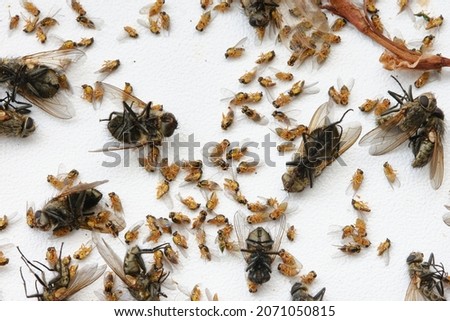 Dead flies on a white windowsill. Many dead house flies lies on a windowsill. Black dead body of the fly lying on the white table or windowsill Royalty-Free Stock Photo #2071050815