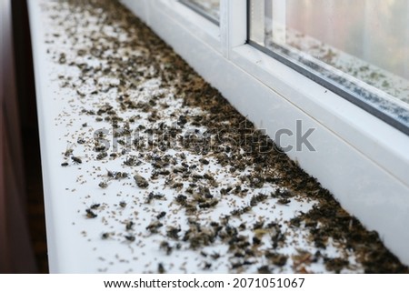 Dead flies on a white windowsill. Many dead house flies lies on a windowsill. Shallow depth of field Royalty-Free Stock Photo #2071051067