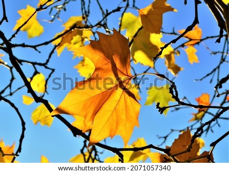 A close-up of sunlit autumn leaves against a blue sky.