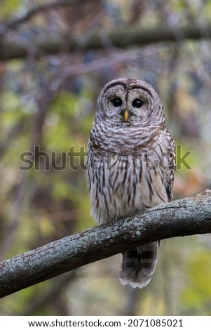 Barred Owl (Strix varia) in autumn décor