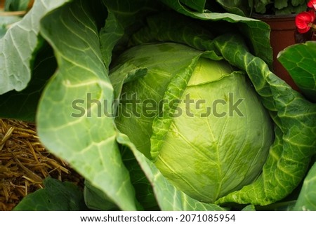 A beautiful natural pattern - young fresh leafy green cabbage on the stall of farmers' market in Serbia