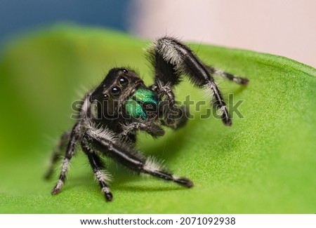 Jumping spider stand on a green plant