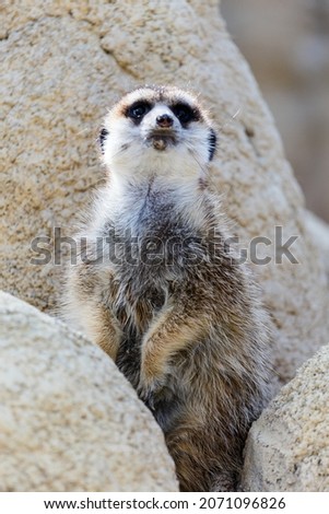 Alert meerkat (Suricata suricatta) standing on guard