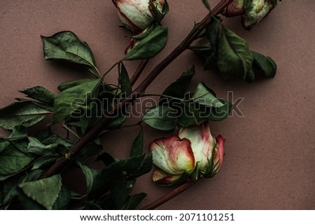 Dry roses on pastel rose background, soft pink texture with dry flowers
