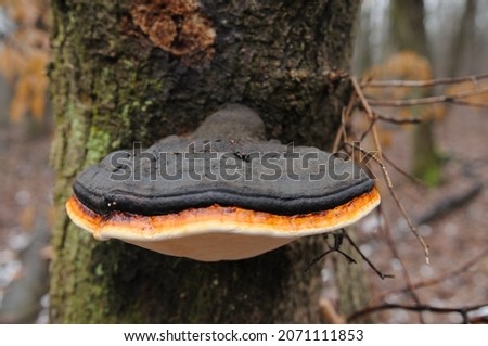 tinder fungus bordered mushroom on the tree