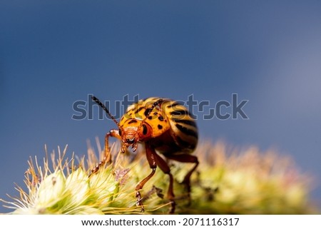 Beetle Leptinotarsa decemlineata, macro frame, sits on the grass against the sky