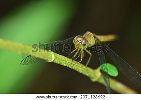 Dragonflies roam in the morning looking for food