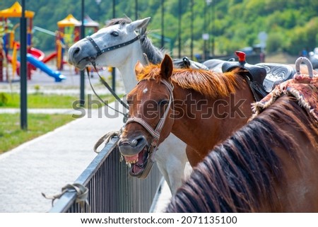 three horses stand together in a leash and laugh. High quality photo
