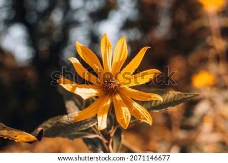 Jerusalem Artichoke flower close-up photo in the forest