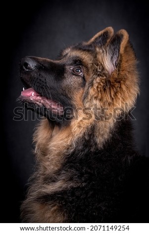 Young long haired German Shepherd Dog