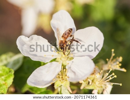 The bee sits on a flower of a bush blossoming apple-tree and pollinates him