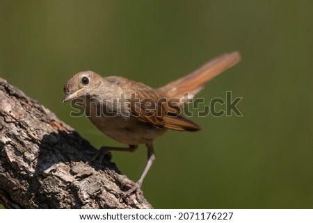 Nightingale perched in profile on a branch, looking at the camera. With green background out of focus. Horizontal image. The bird illuminated by the sun. Animal concept. Royalty-Free Stock Photo #2071176227