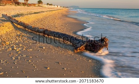 Early morning beach illuminated by a golden light, with a tree trunk carried by the sea