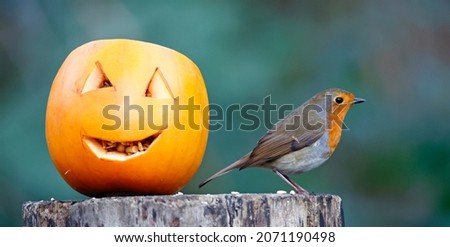 Eurasian robin perched by a pumpkin