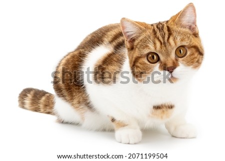 Red cat lying isolated on white. Cute cat lie down looking in camera. British Shorthair closeup Royalty-Free Stock Photo #2071199504