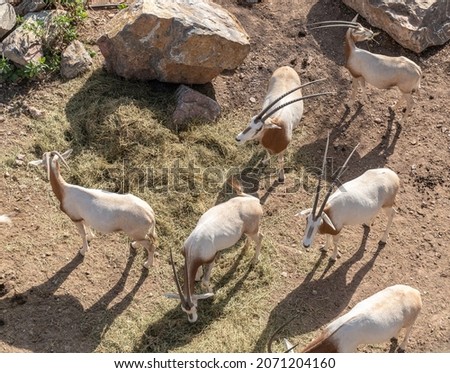 Oryx dammah
It is a Saharan antelope and the only species that has curved horns, which give it its name. It was domesticated in Ancient Egypt as a meat-producing animal.  Royalty-Free Stock Photo #2071204160