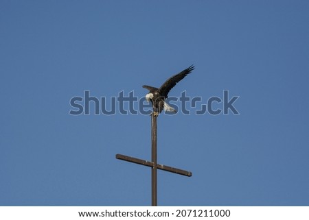 A Bald Eagle landing on the steeple against a clear blue sky on a sunny day