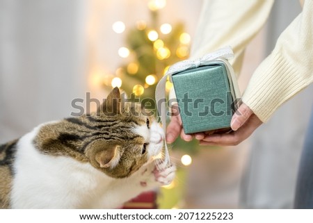 woman hand holding new year gift box and send to her cat with christmas tree background