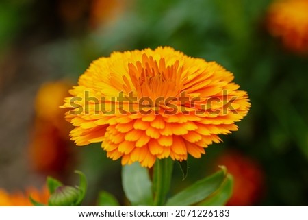 Calendula is a annual and perennial herbaceous plants in the daisy family Asteraceae that are often known as marigolds.