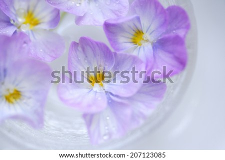 Pansy Floating On Water