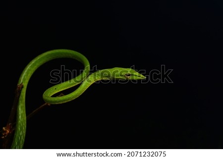 Malabar vine snake Ahethulla malabarica
