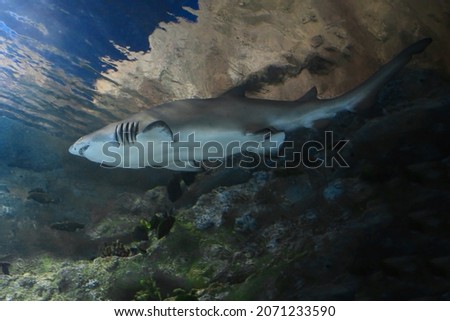 Great white shark in the aquarium,   Carharodon carcharias