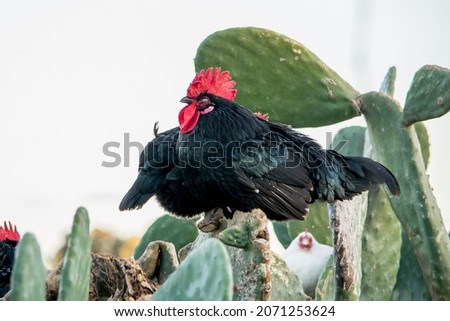 A black rooster or cockerel, free range in a field, perched on an Opuntia prickly pear pad in the Maltese Islands, resting before sunset near farm 