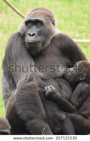 Portrait of a gorilla mother breastfeeding her baby. Stock photo.
