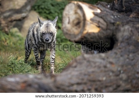 The hyena walks in its territory.