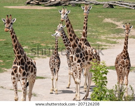 A family of six giraffes posing for the camera. Stock photo.