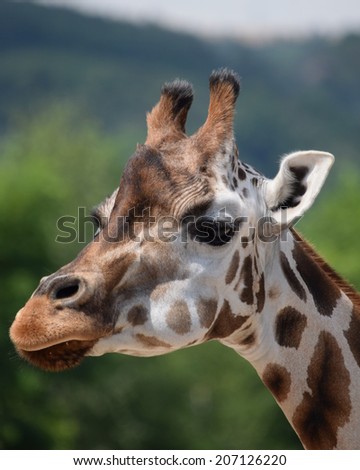 Portrait of a giraffe. Stock photo.
