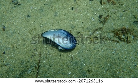 Seashell of bivalve mollusc Blue mussel or Common mussel (Mytilus edulis) undersea, Aegean Sea, Greece, Halkidiki Royalty-Free Stock Photo #2071263116