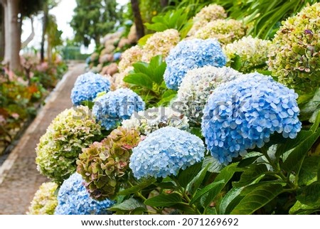 Picture of blooming hydrangeas in the park