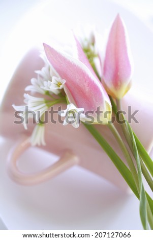 Aryumu And Pink Tulip