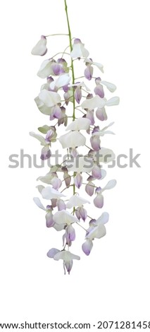 Beautiful pastel blue violet  wisteria flower isolated on white background. Natural floral background. Floral design element Royalty-Free Stock Photo #2071281458