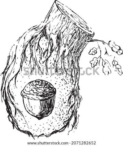 Hand drawn Ink Sketch Vector Stump and Acorn Outline 