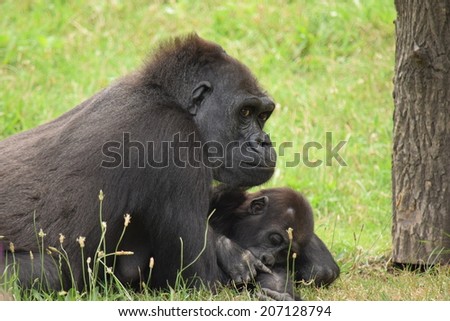 Happy gorilla and cub spend time together in pleasure and joy.