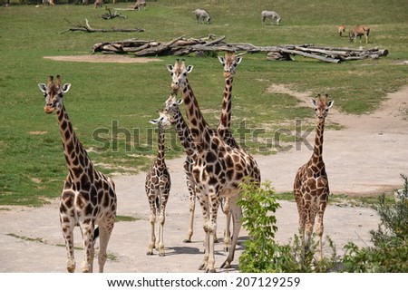 A family of six giraffes posing for the camera. Stock photo.