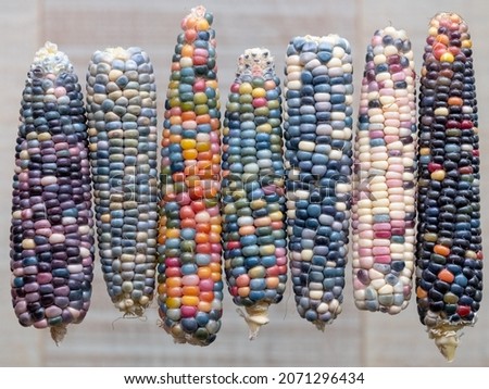 Macro photo of Zea Mays gem glass corn cobs with rainbow coloured kernels, grown on an allotment in London UK. Royalty-Free Stock Photo #2071296434
