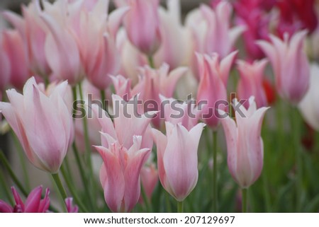 Pink Tulip Fields In Full Bloom