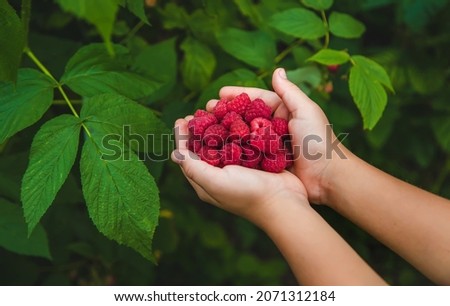 Harvest raspberries in the hands of a child. Selective focus. Nature.