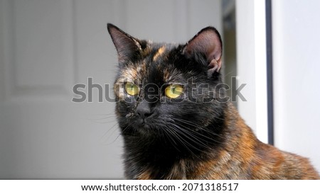 A close-up on the head of a cat