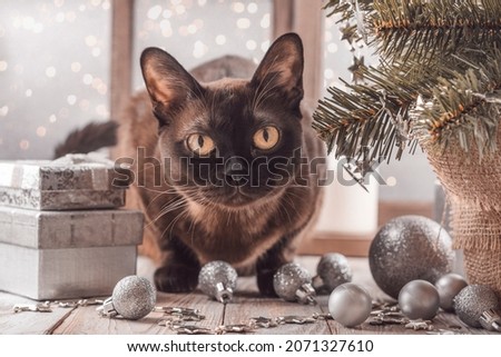 Funny Burmese Cat Sitting on the windowsill with small fir tree, gift boxes, garlands and Christmas ball around. Christmas or New Year greeting card. Vintage toned image. Selective focus
