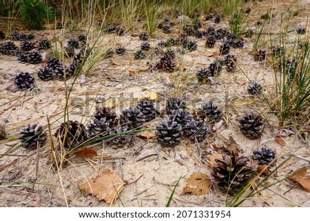 Pine cones on the sand on the coast, beautiful nature landscape. Travel concept.