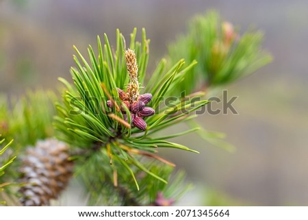 Evergreen coniferous trees cedar pine branch with cone macro closeup and yellow pollen on mountain hiking trail Cedar Cliffs in Wintergreen resort in Virginia Royalty-Free Stock Photo #2071345664
