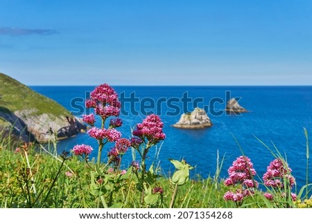 04 June 2021. Brixham, UK. Berry Head seaside view at Brixham,Devon,UK. flowers on cliff. Royalty-Free Stock Photo #2071354268