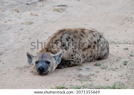 Closeup portrait of an adult spotted hyena sleeping on a dirt road, one of the ugly five, seen on a safari drive, photographed in South Africa