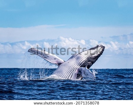 A magnificent humpback whale emerges over the blue water surface in close-up Royalty-Free Stock Photo #2071358078